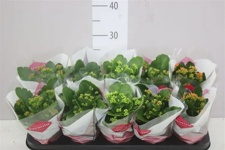 Kalanchoe Bl mix črepník 10,5 cm