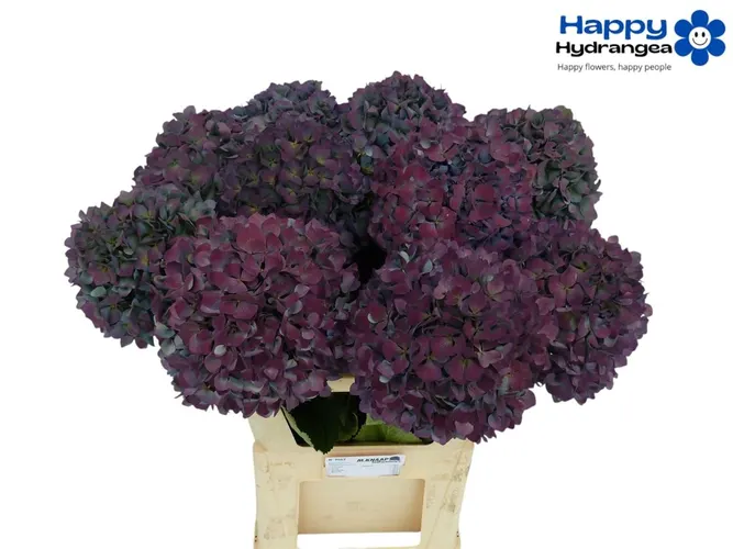Hyd Pimpernel Classic 100 cm