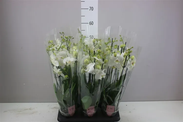Orchidea Phalaenopsis biela, 5 výhonov črepník 12 cm