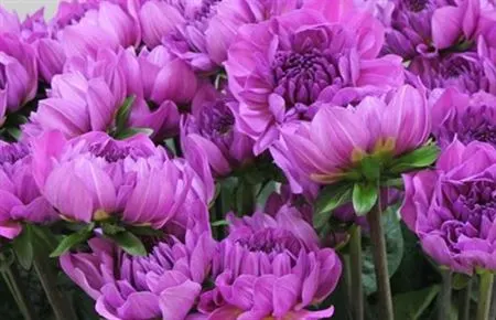 Dahlia Karma Lagoon 50 cm