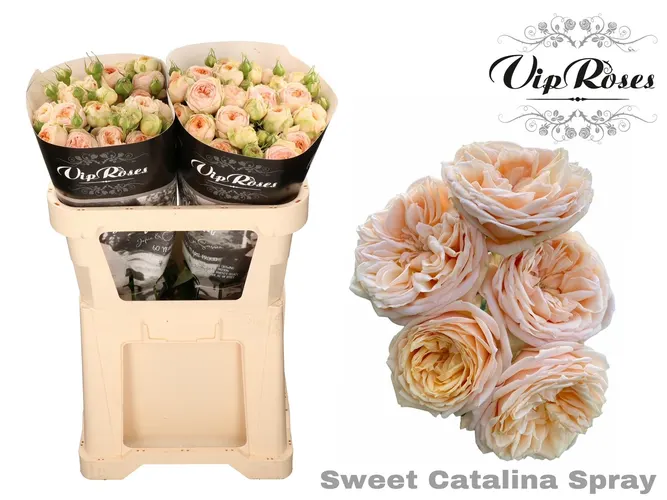 R Tr Sweet Catalina+ 70 cm