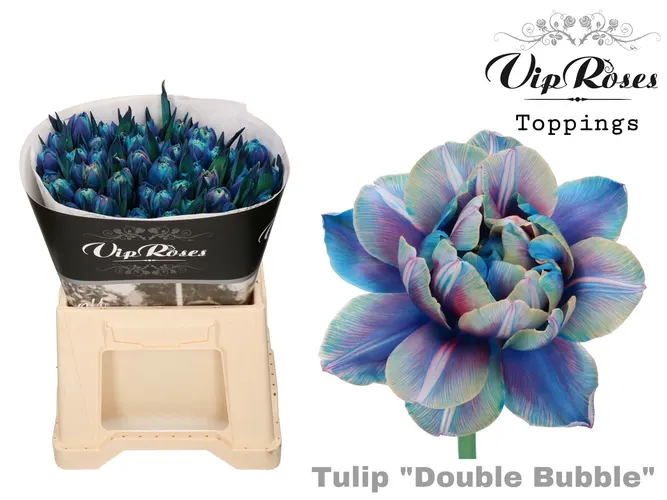 Tu Du Double Bubble 38 cm