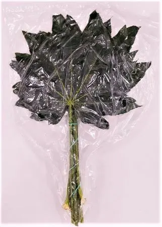Aralia Extra Vacuum X5 50 cm