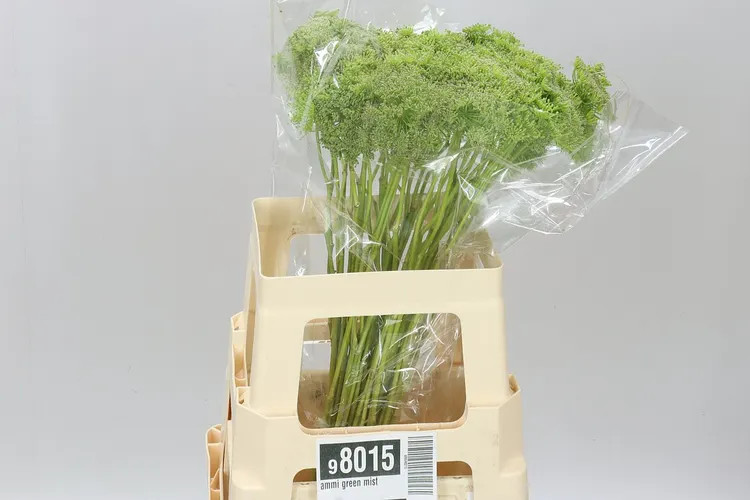 Ammi Green Mist 60 cm