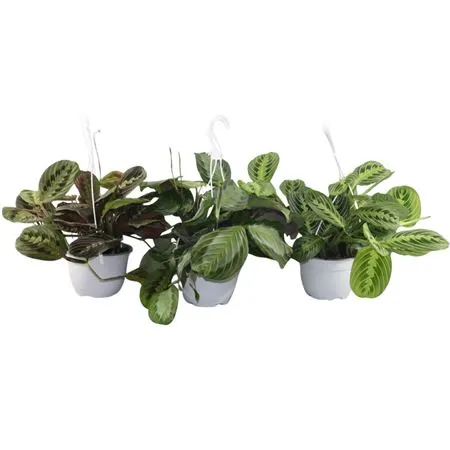 Maranta 'mix' Hangpot črepník 15 cm