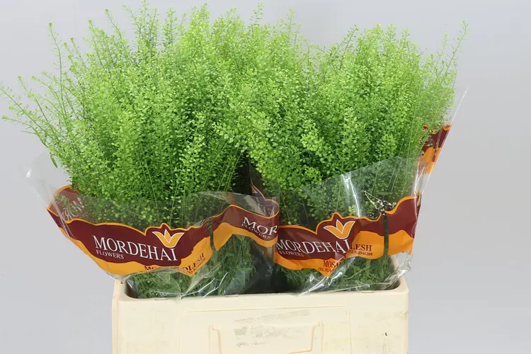 Thlaspi Green Bell 65 cm