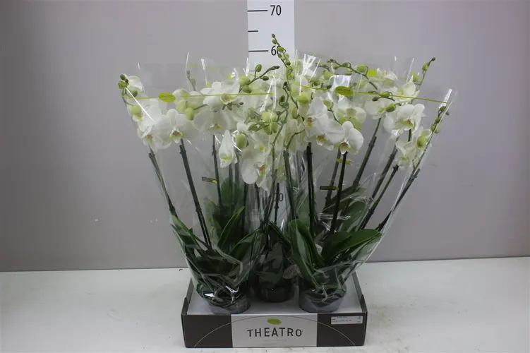Orchidea Phalaenopsis Theatro biela, 5 výhonov črepník 12 cm