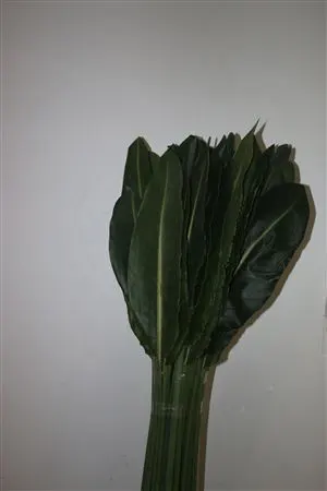 Strelitziablad 100 cm