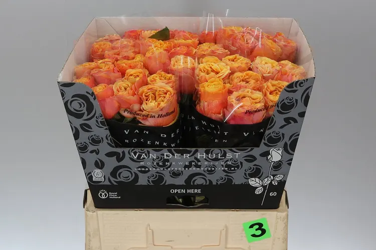 Rosa Gr Heliane Orange 60 cm
