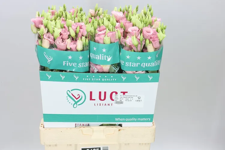 Eust Du Lisanne L Pink 70 cm
