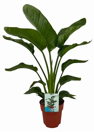 Strelitzia Nicolai črepník 19 cm