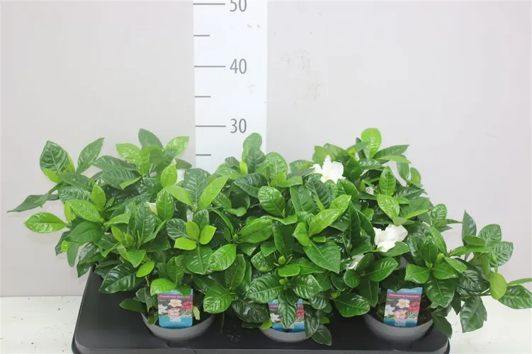Gardenia Jasminoides črepník 13 cm