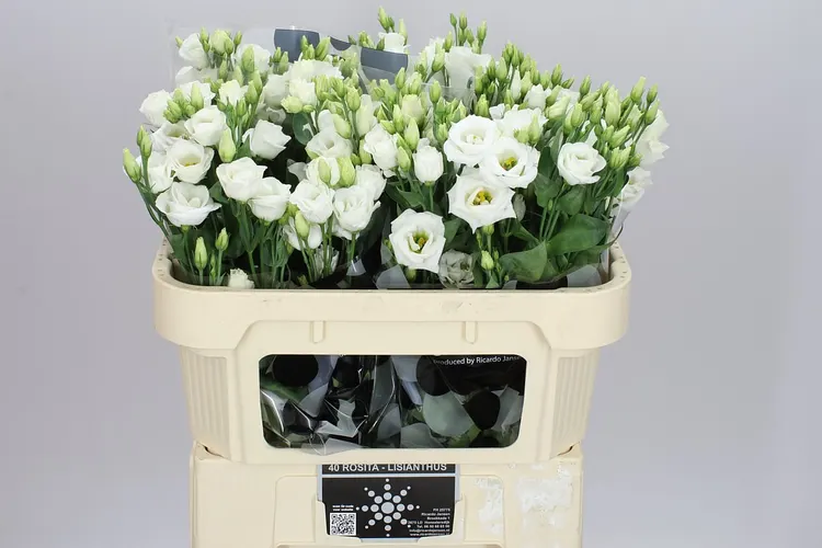 Eust Du Minuette White 72 cm