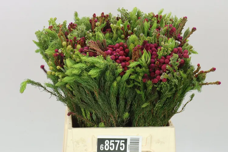 Bq Wild Flower 40 cm