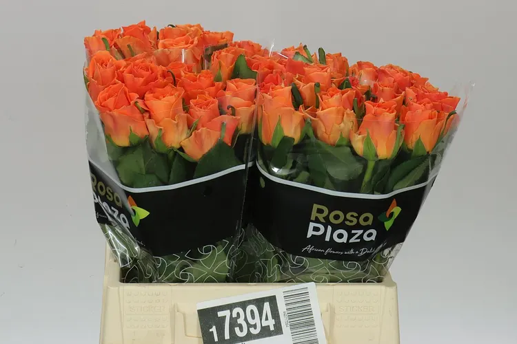 Rosa Gr On Fire 40 cm