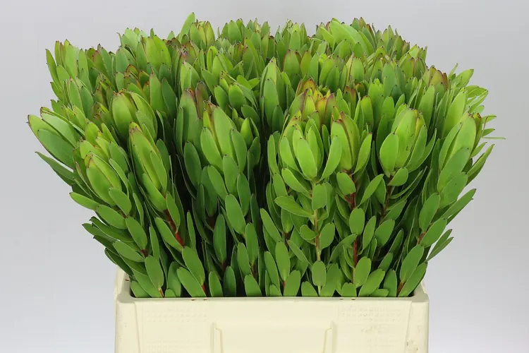 Leucadendron Safari Goldstrike 60 cm