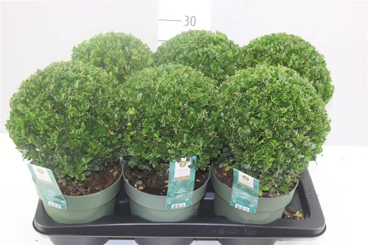 Ilex Crenata Jenny Bol črepník 17 cm