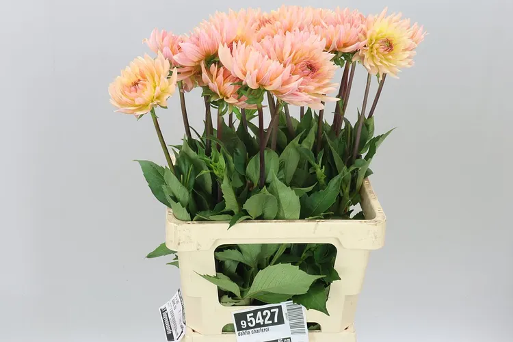 Georgína Charleroi 65 cm