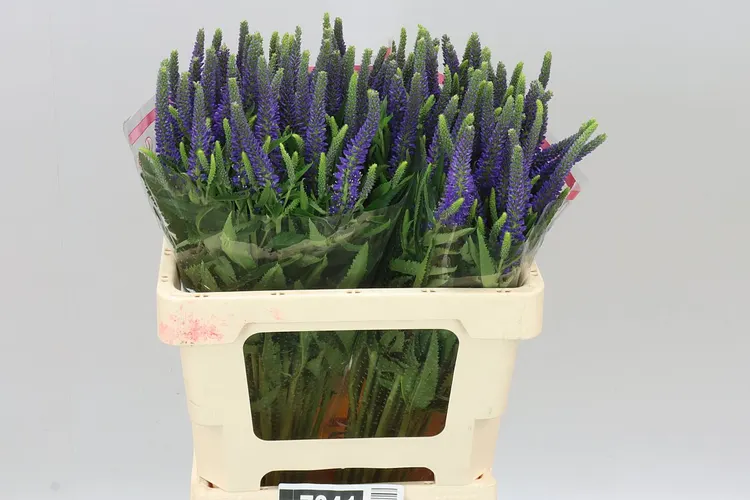 Veronica Skyler Blue 55 cm