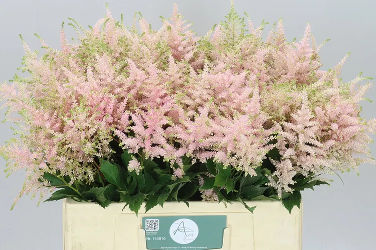 Astilbe Europa 60 cm