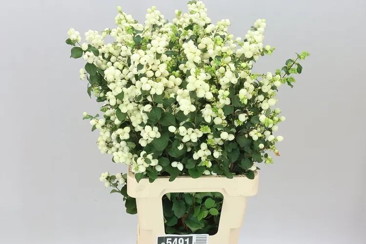 Symph Lemon Lime 70 cm