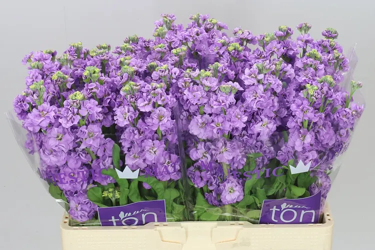 Matthiola Lavender 60 cm