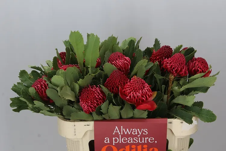 Protea Waratah 60 cm