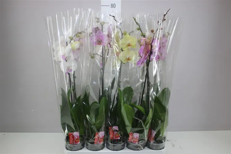 Phal Gemengd 1 Tak 10+ črepník 12 cm