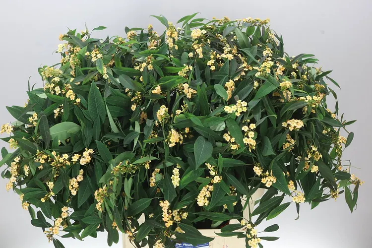 Euphorbia F T Salmonette 80 cm