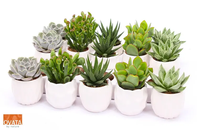 Succulenten Gemengd In Lindos črepník 7 cm