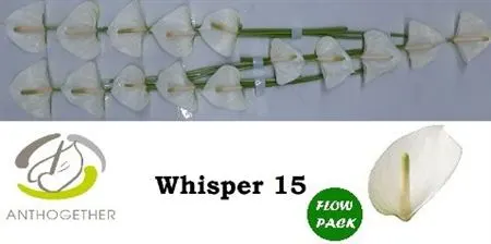Anth Whisper 7cm