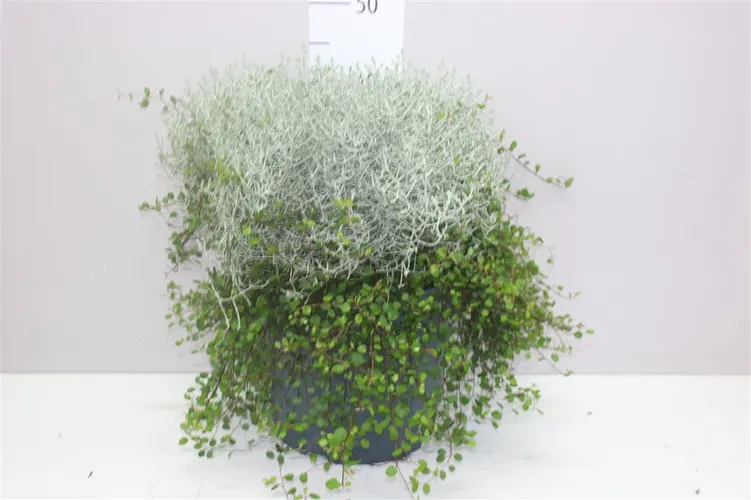 Calocephalus/muehlenbeckia Xxl črepník 27 cm