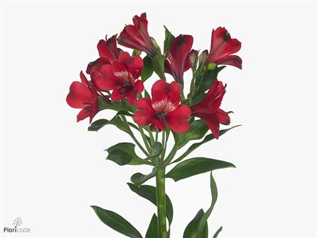 Alstroméria Noize 75 cm