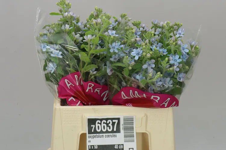 Oxypetalum Coeruleum 40 cm
