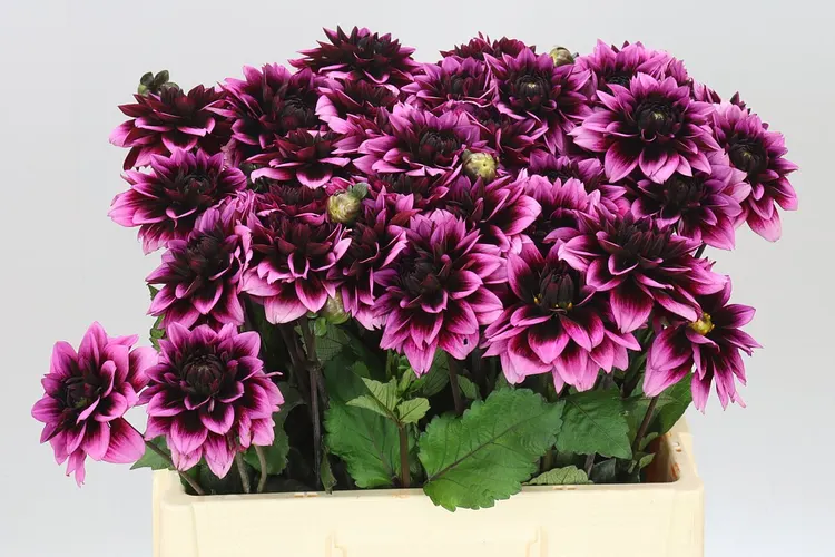 Dahlia Davina Michelle 55 cm