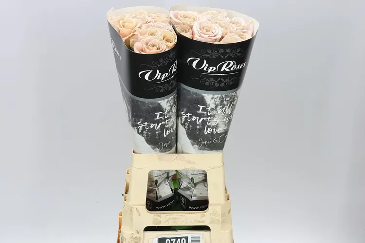 Rosa Gar Vip Quicksand 70 cm