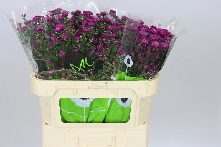 Aster Flash 70 cm