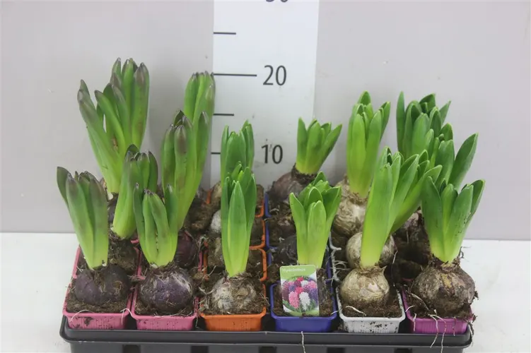 Hyacinthus Gemengd 1pp črepník 7 cm