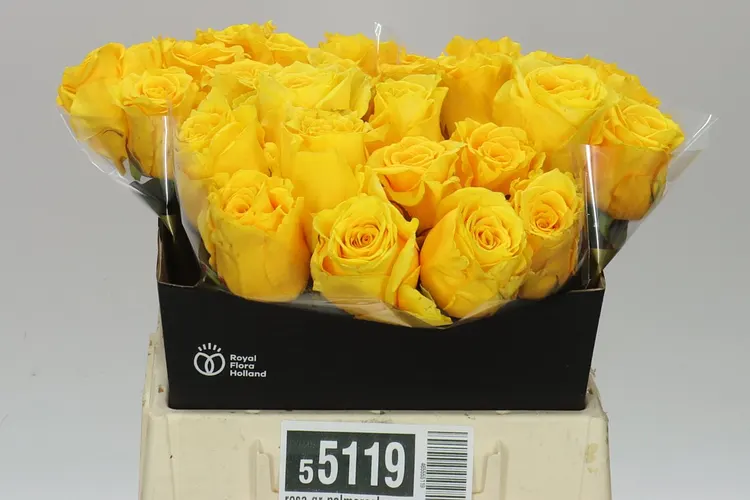 Rosa Gr Palmares! 40 cm