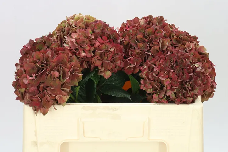 Hydrangea Ruby Pink Classic 50 cm