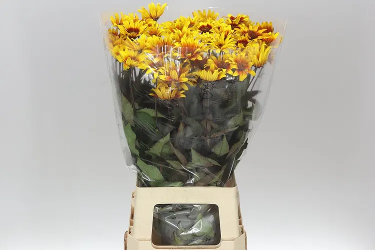 Heliopsis Spar Contrast 75 cm