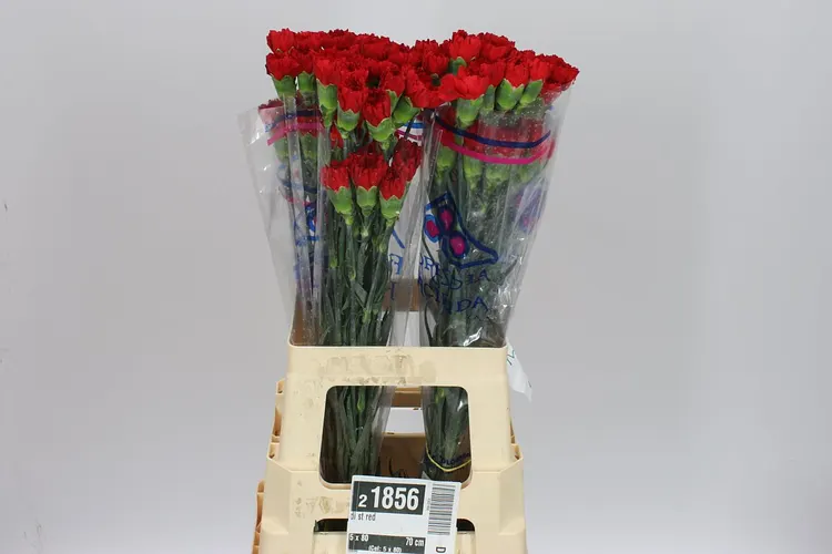 Di St Red 70 cm