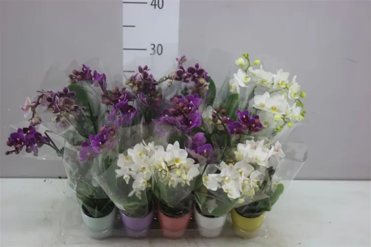 Orchidea Phalaenopsis Mini mix v keramike, 2 výhony črepník 6 cm