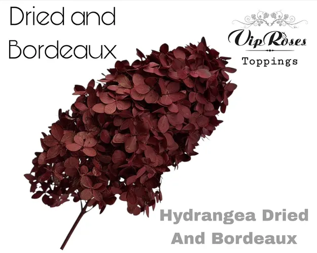 Dried Hydrangea Bordeaux 70 cm