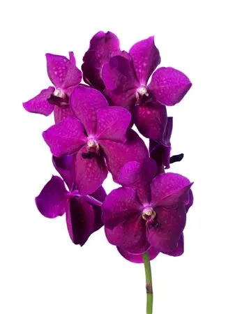 Vanda Ni Rasp Cerise