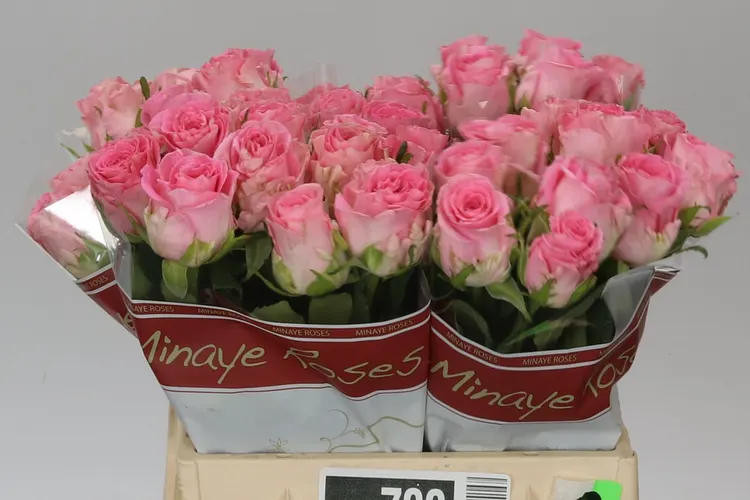 Ruža Seductive 40 cm