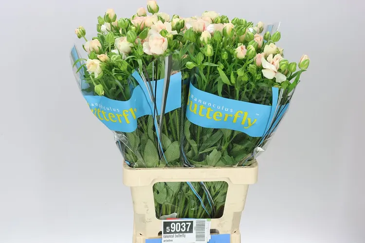 Iskerníky (Ranunculus)