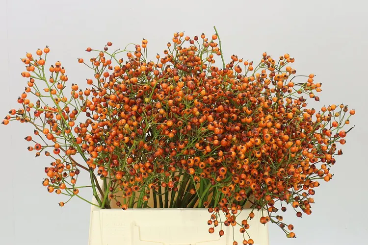 Rozenbottel Prinsberry Orange 45 cm