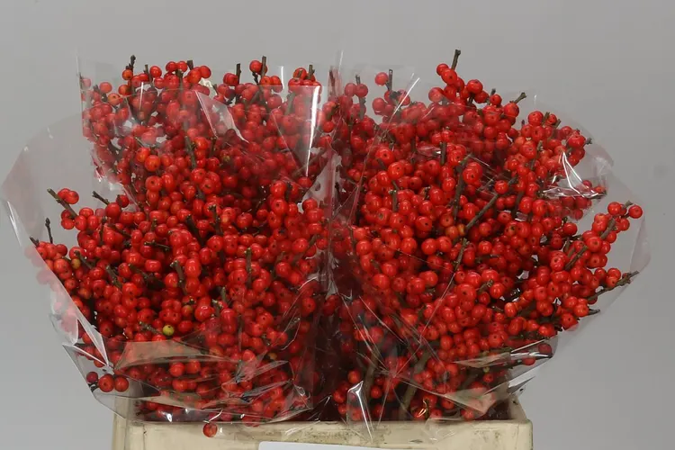 Ilex Magical Times 50 cm