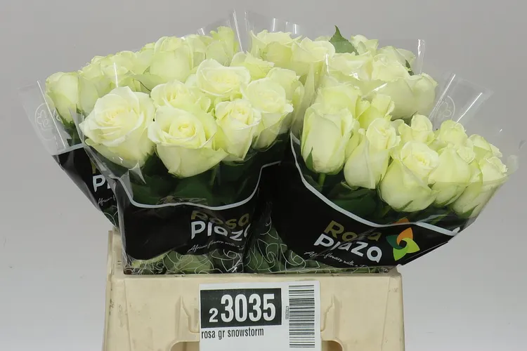 Rosa Gr Snowstorm 40 cm